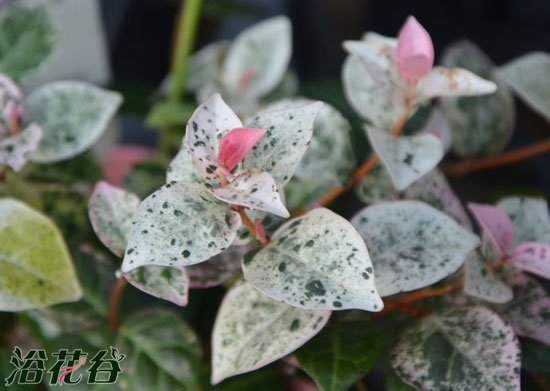 花叶<a href='https://www.861230.com/guanhuazhiwu/6837.html' target='_blank'><u>络石</u></a>耐寒吗