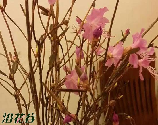 兴安<a href='https://www.861230.com/guanhuazhiwu/31.html' target='_blank'><u>杜鹃</u></a>如何养护