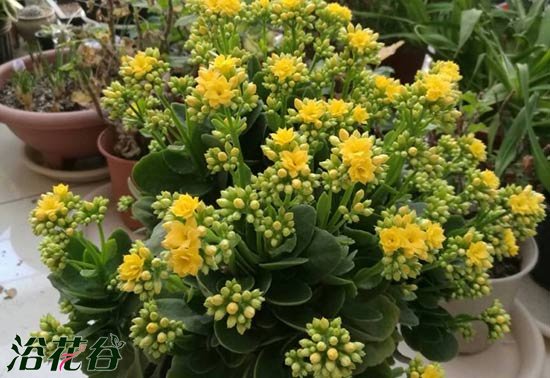长寿花好养吗