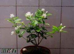 茉莉盆栽怎么养（心得篇）