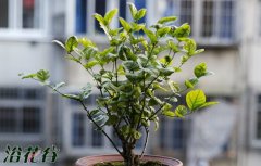 茉莉春天什么时候发芽