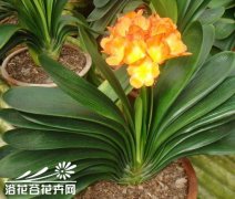 君子兰叶子发黄怎么办