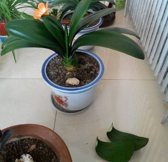 <a href='https://www.861230.com/guanhuazhiwu/6588.html' target='_blank'><u>君子兰</u></a>的叶子可以剪吗