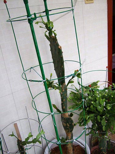 多层仙人掌嫁接蟹爪兰(图)