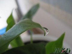 滴水观音为什么不滴水