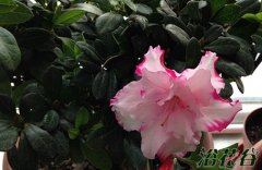 北方如何养杜鹃花