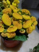 荷包花的养殖方法
