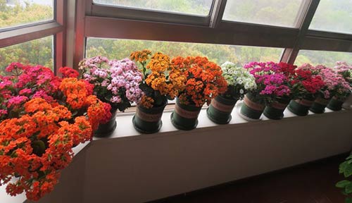 长寿花怎么养才开花