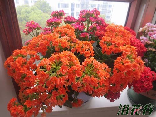 长寿花怎么养才开花