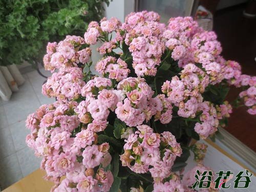 长寿花怎么养才开花