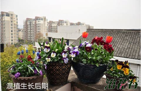 组合盆栽制作与养护（花友版）