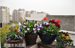 组合盆栽制作与养护（花友版）