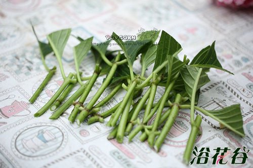 <a href='https://www.861230.com/guanhuazhiwu/6639.html' target='_blank'><u>绣球花</u></a>的养殖方法(环境、修剪、施肥)