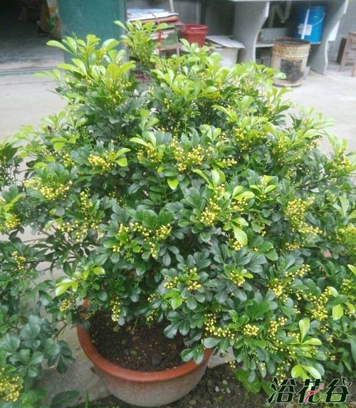<a href='https://www.ahuacao.com/guanhuazhiwu/60.html' target='_blank'><u>米兰花</u></a>的养殖方法(经验版)