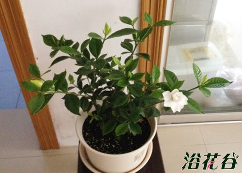 <a href='https://www.861230.com/guanhuazhiwu/11.html' target='_blank'><u>栀子花</u></a>什么时候换盆