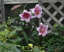 6月份种植什么花