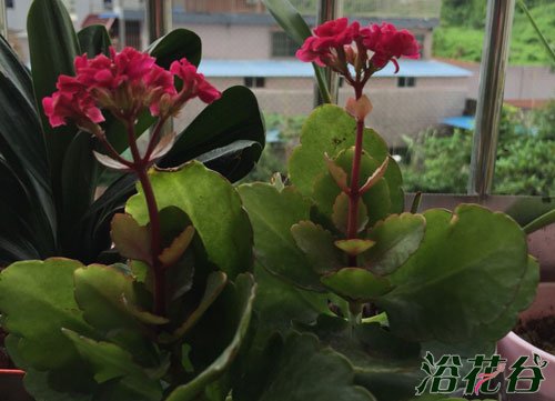 长寿花夏天怎么养