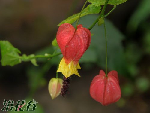 蔓性<a href='https://www.861230.com/guanhuazhiwu/7618.html' target='_blank'><u>风铃花</u></a>的养殖方法