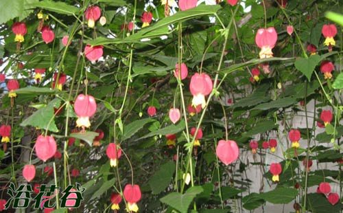 蔓性<a href='https://www.861230.com/guanhuazhiwu/7618.html' target='_blank'><u>风铃花</u></a>的养殖方法