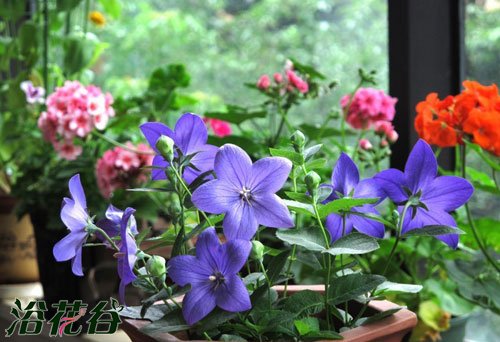 夏天能给花施肥吗
