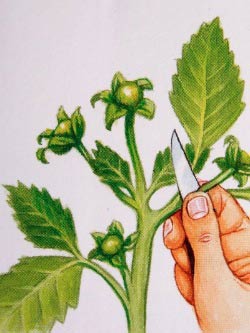 大丽花的种植方法(图文)