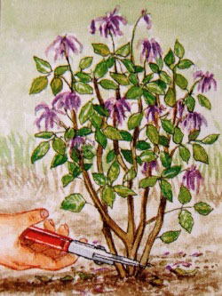 大丽花的种植方法(图文)