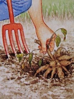 大丽花的种植方法(图文)