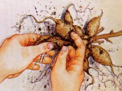 大丽花的种植方法(图文)