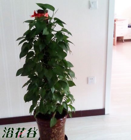 最适合室内的植物有哪些