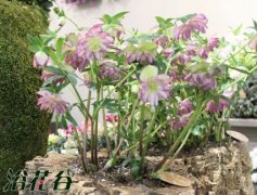 铁筷子花种植方法