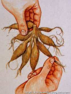 大丽花的种植方法(图文)