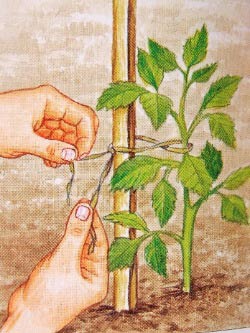 大丽花的种植方法(图文)