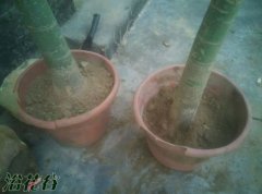 发财树用什么土好