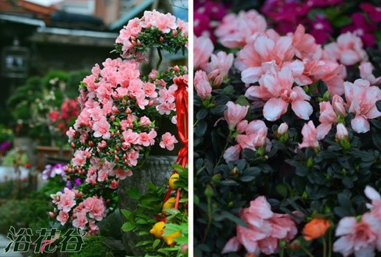 <a href='https://www.861230.com/guanhuazhiwu/31.html' target='_blank'><u>杜鹃花</u></a>养殖注意事项(8条)