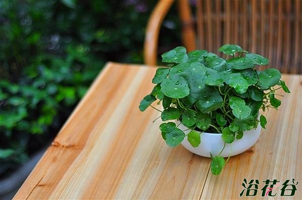 铜钱草能用浅盆养吗