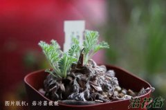 羽叶洋葵养护方法