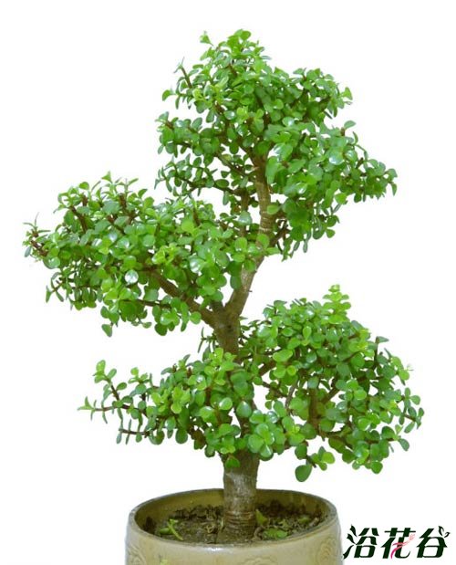 金枝玉叶植物造型(多图)
