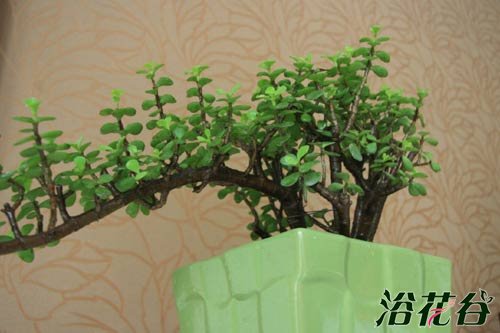 金枝玉叶植物造型(多图)