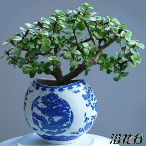 金枝玉叶植物造型(多图)
