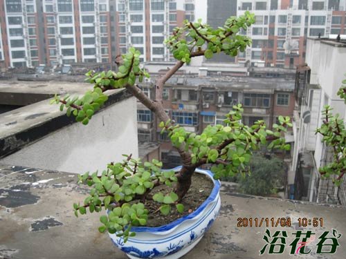 金枝玉叶植物造型(多图)