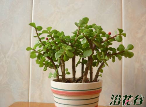 金枝玉叶植物造型(多图)