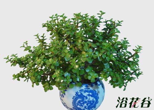 金枝玉叶植物造型(多图)