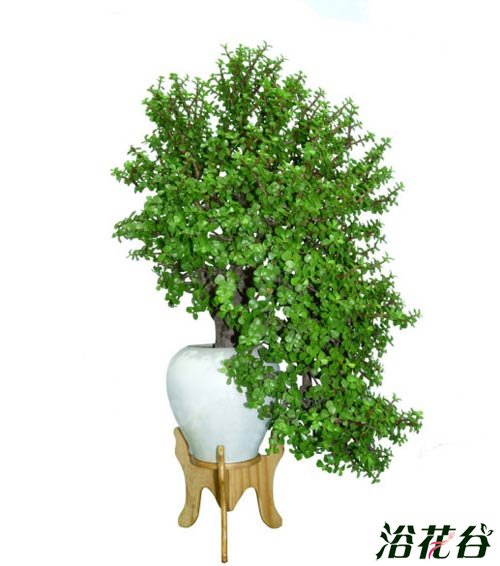 金枝玉叶植物造型(多图)