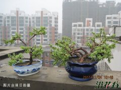 金枝玉叶的养殖方法和注意事项