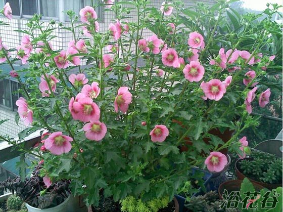 小<a href='https://www.861230.com/guanhuazhiwu/6626.html' target='_blank'><u>木槿</u></a>如何度夏