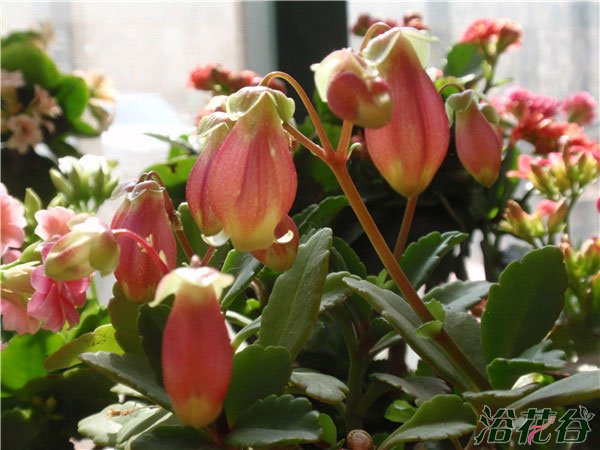 宫灯长寿花夏天怎么养
