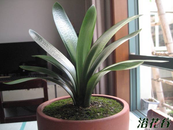 <a href='https://www.861230.com/guanhuazhiwu/6588.html' target='_blank'><u>君子兰</u></a>盆面苔藓
