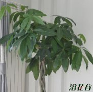 发财树冬天会冻死吗