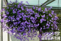 如何养好海豚花