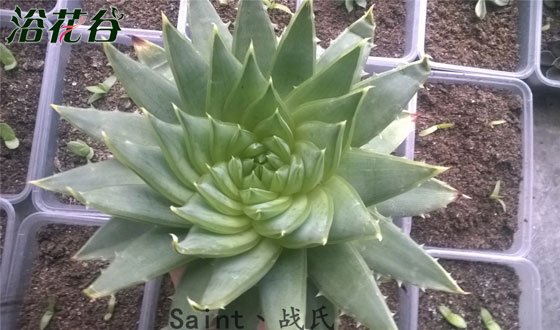 芦荟女王的养殖方法